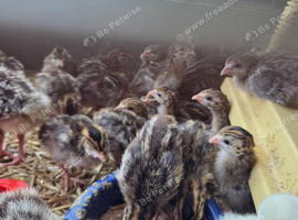 Guinea foul keets