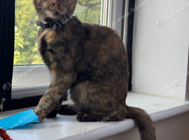 Looking for forever home
