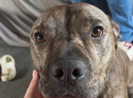 Male dog needs rehome urgently