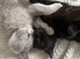 Looking to rehome