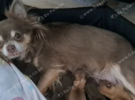 Chihuahua long coat boy