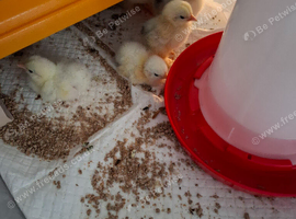 5. 3 day old pekin chicks