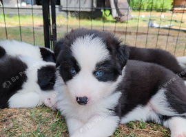 Border Collie/Husky Cross Puppies