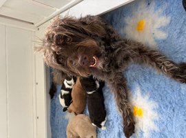 Miniature Australian Labradoodle Puppies