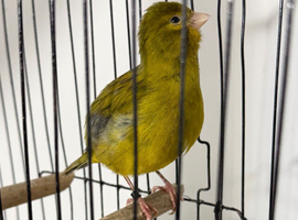 Breeding cock Fife canary