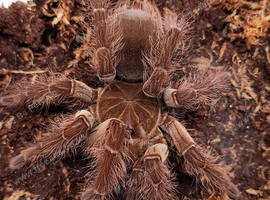 Triumphtarantulas