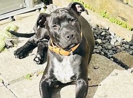 Staffy Staffy puppy