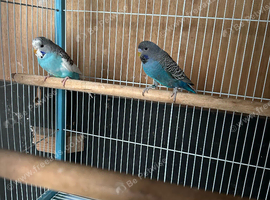 Blackface & split black face budgie pair