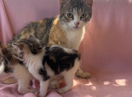 Beautiful kittens