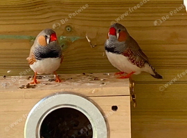 Zebra finches all colours ready now