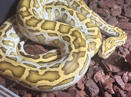 Female Burmese python