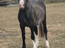 Gorgeous welsh A gelding