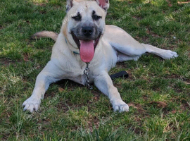 Ghost - 7month old German Shepherd x Husky