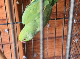 Female