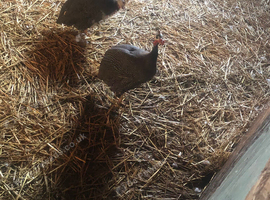 Guinney fowl pair