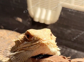 Bearded dragon and set up for sale