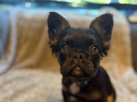 Fluffy male French bulldog