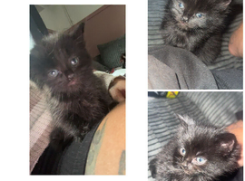 Kitten
