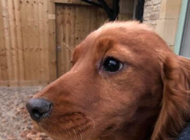 F1 cockapoo gorgeous puppies