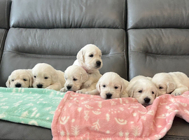 KC Old English Cream Golden Retriever Puppies