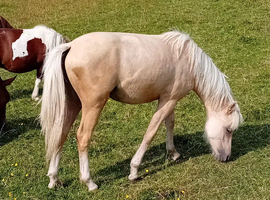 Palomino Welsh Pony colt