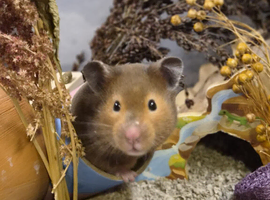 11month old female syrian hamster