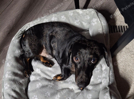 Dachshund