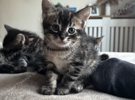I have 5 beautiful baby&rsquo;s 7 weeks old not ready to just yet but looking for there forever homes