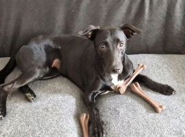 Collie x whippet
