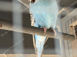English Show Budgies &mdash; Pair for Sale
