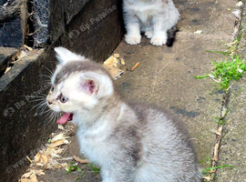 Pure Scottish fold & Scottish straight