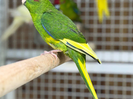 Kakarikis