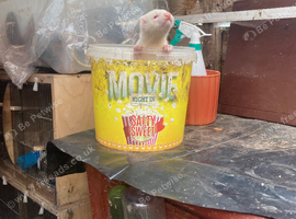 Young ferrets for sale ready now well fed and looked after good strain fifteen pound each thanks