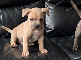 Frenchie X bully boy