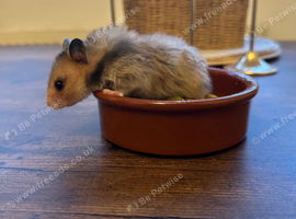 Syrian hamster babies