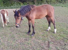 Connemara cross Welsh filly