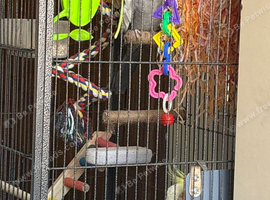 Beautiful Cockatiel Pair + Full Setup