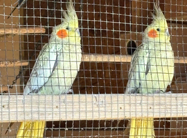 Cockatiels 2 years old for sale