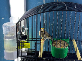 Goldfinch mule
