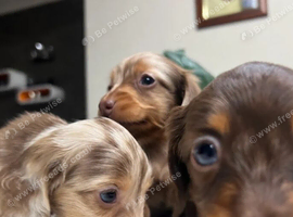 Tiny KC Longhair Dachshunds Chocolate & Dapple