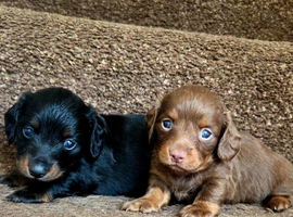 Stunning Miniature Long-Haired Dachshund Boys