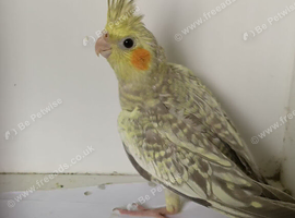 Baby Cockatiel&rsquo;s