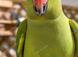 Female Indian ring neck