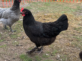 Copper Black Marans