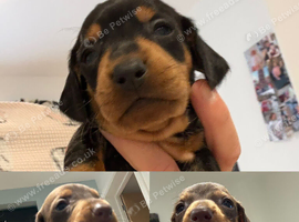 Ready to leave! Last 3 Miniature Dachshunds, purebred.