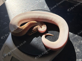 Baby male high white  leopard phantom pied