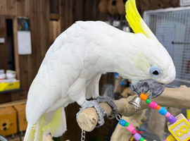 Sulphur crested cockatoo