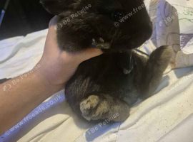 full black rabbit mixbreed