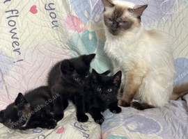 Ready now half ragdoll babies
