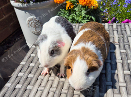 Beautiful Young Adult Sows